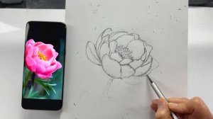 Учимся рисовать пион. Рисунок карандашом. Часть #1.