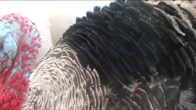 Содержание индюков и уток в теплице зимой! //Секреты хороших урожаев. смотреть онлайн