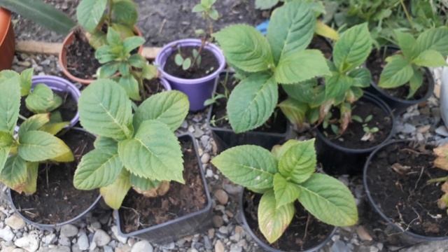 Что растет в полной тени и чувствует себя прекрасно. смотреть онлайн