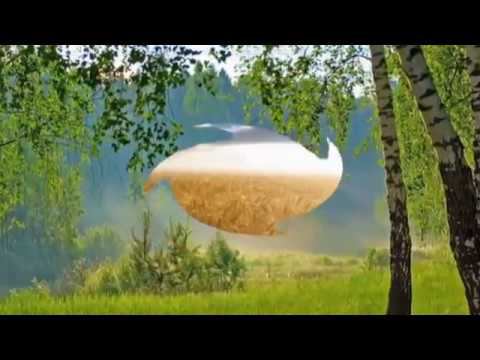 Край  березовый