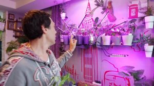 Сингониум Жаде