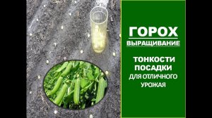 ГОРОХ: ПОСАДКА/ПОСЕВ ГОРОХА В ОТКРЫТЫЙ ГРУНТ. Самый урожайный способ посева гороха в огороде