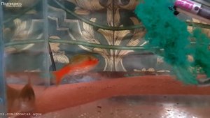 Алый Барбус, как отнерестить, что для этого нужно, аквариумистика для начинающих, обзор