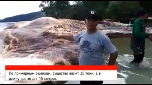 Неизвестное животное из моря выбросило на сушу в Индонезии Морское чудовище Происшествие и факты