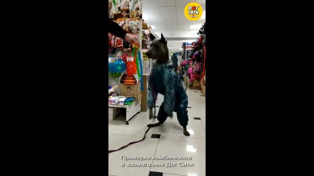 Тайский риджбек смотреть онлайн