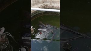 Африканский сом, выращивание на даче. 01,08,2018. Эксперимент №1.