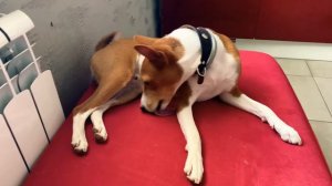 Басенджи чистюля и вылизывает себя как кошка