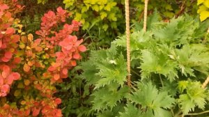 Опора, подвязка для дельфиниума