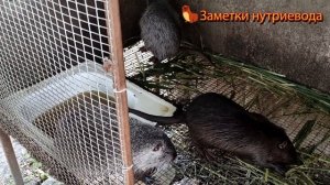 СКОЛЬКО ЛЕТ ДЕРЖАТЬ СЕМЬЮ НУТРИЙ. Моё мнение!!!