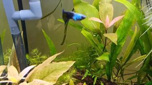 Мои аквариумы 60 и 20 литров. Необычный запуск и последствия. Московская синяя гуппи, гуппи Эндлера