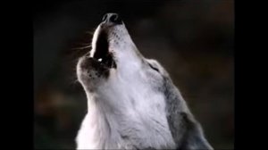 Волки  Жизнь в дикой природе  Серый волк