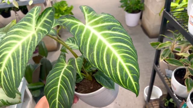 Costa Farms New Plant Now at The Home Depot! Plant Shopping Local Big Box Store TX смотреть онлайн