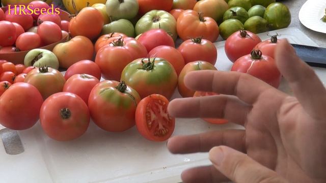 ⟹ Porter Tomato | Solanum lycopersicum | Tomato Review 2019 смотреть онлайн