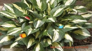 Хоста гибридная Революшн (hosta hybrida revolution) ? обзор: как сажать, рассада хосты Революшн