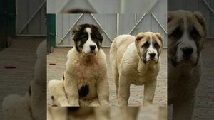 Армянская собака Армянский Волкодав, Гампр