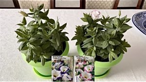 По просьбе_ показываю пакетики с семенами комнатной эустомы.