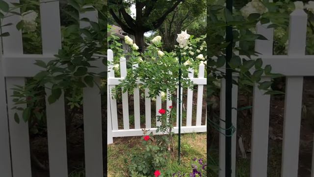 What to do with my Blue Moon Wisteria? смотреть онлайн