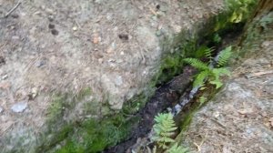 Бездонная яма в Рязанской области! Страшное место в лесу!