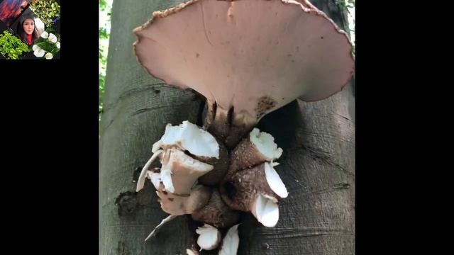 EP27:เห็ด ที่อังกฤษ|wild mushrooms |Polyporus squamosus ,โคตรเห็ด แป็บเดียวได้เต็ม2ถุงใหญ่?? смотреть онлайн