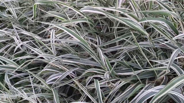 Сад в октябре смотреть онлайн