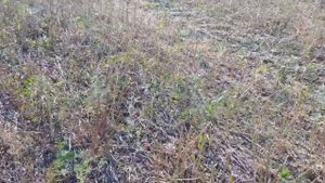 Выращивание горчицы. No-till 07.07.2019. Уборка белой и жёлтой горчицы