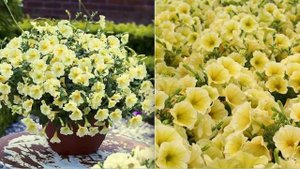 Ампельная петуния. Лучший сорт петуний.