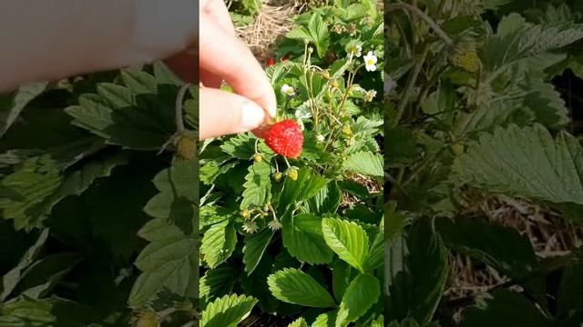 Земляника Александрия