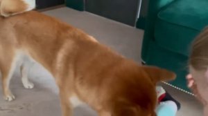 Дрессировка собаки сиба-ину