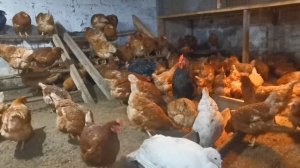 Джерсийский гигант: реальный размер. "Мое Подворье"