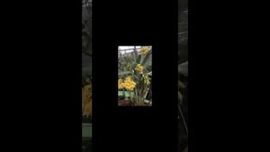 Dendrobium Sulcatum