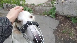 Какие команды обязана знать борзая и почему