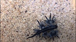 Это просто завораживает, голожаберный моллюск Главк самые удивительные животные планеты