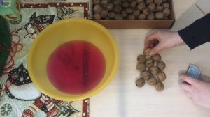 как прорастить грецкий орех