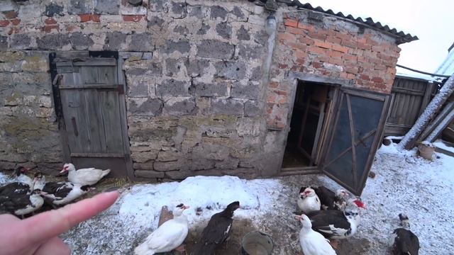 Нам нужна корова!!!! смотреть онлайн