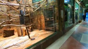 Зимняя прогулка по Ленинградскому зоопарку // Новогоднее представление Снегурочка