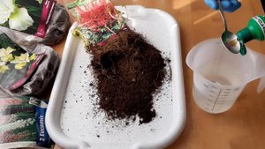 Саженцы астильбы куплены в марте  Как сохранить до мая