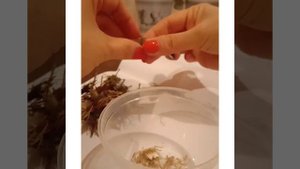 Как собрать семена гацании. Семена магазина BELLA