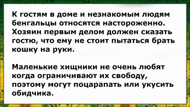 Бенгальская Кошка, Породы кошек, описание