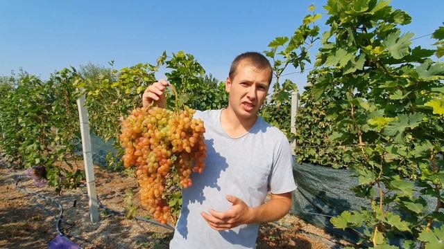 Кишмиш Казантип 2021 смотреть онлайн