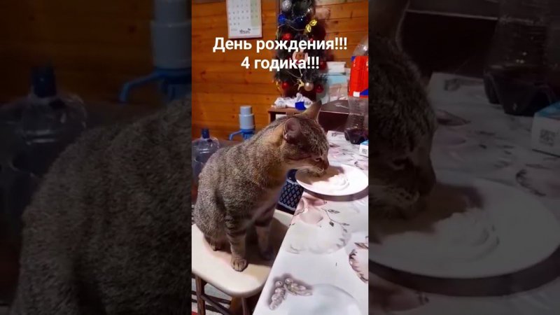 моему любимому Марсику исполнилось 4 годика!родился в Рождество!