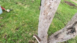 Хозяйство Воронова | Сад | Снег на участке сошёл, пора белить стволы садовых деревьев