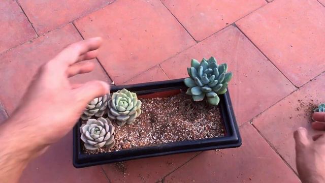 USING PLASTIC POT FOR THIS ARRANGEMENT || SUCCULENT CARE TIPS смотреть онлайн