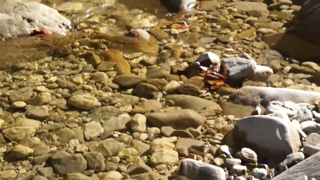 Осень в горах горная река Сочи смотреть онлайн