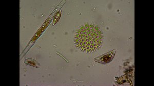 Водоросли и бактерии