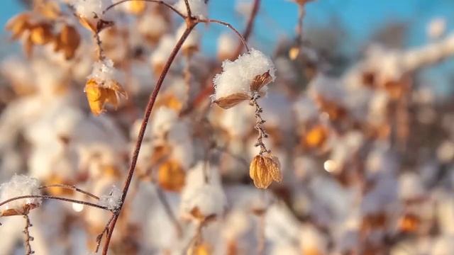 ЗИМА стих и красота смотреть онлайн