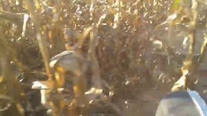 Косим кукурузу роторной косилкой jinma 224