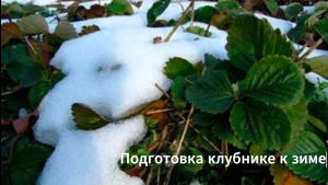 Как подготовить клубнику к зиме.