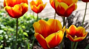 Когда сажать тюльпаны лучше всего. Сроки, правила и тонкости