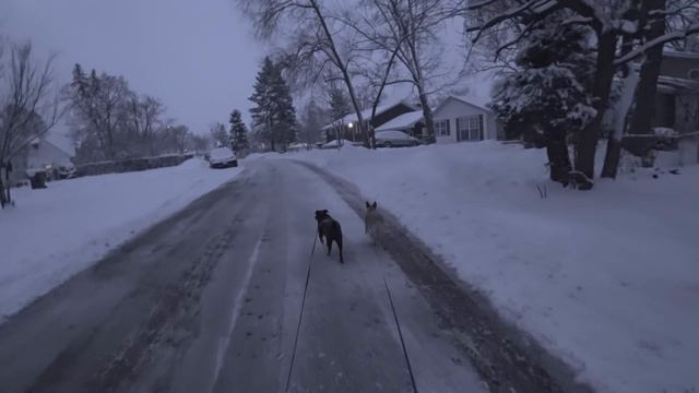 Гуляем с собаками под утро, по снегу, в соседнюю деревню. смотреть онлайн