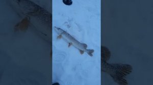 Щука река Тавда